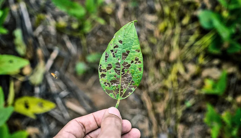 Making Strides in Disease Detection for Agriculture